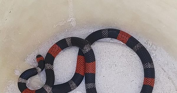 Serpente é capturada em empresa de lanternagem em Betim