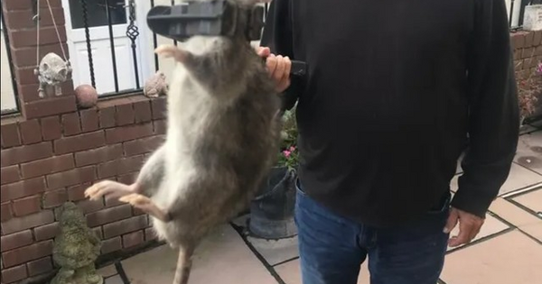 Nova York rato gigante é visto em loja 