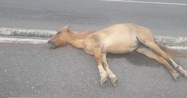 Motorista de aplicativo fica ferido após atropelar e matar cavalo