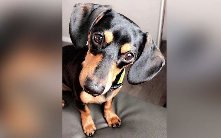 Cão morre após erro de veterinário e protetora sofre para salvar pets