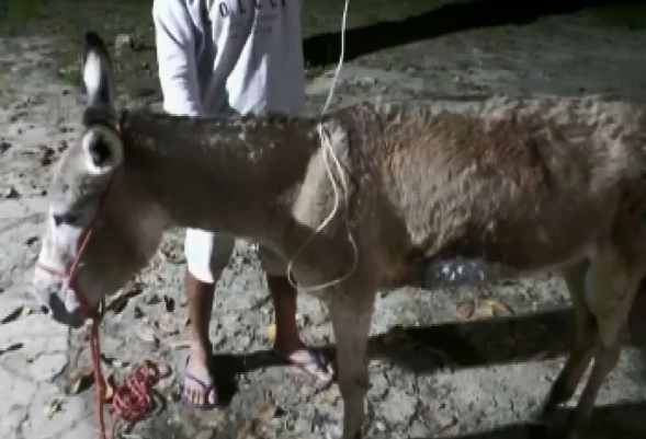 Cavalo morre após ser esfaqueado em Penedo, AL, Alagoas