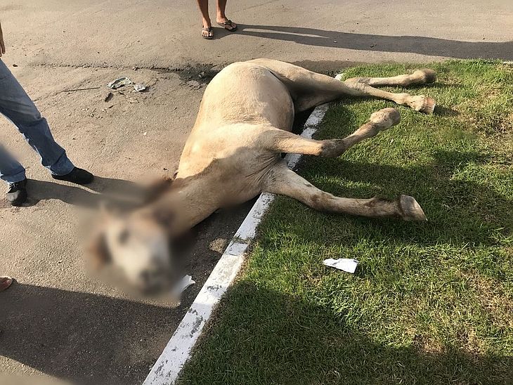 Cavalo vítima de maus-tratos é sacrificado em Maceió - Alagoas 24