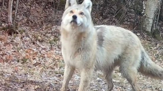 Registro realizado pelo projeto Voyageurs Wolf Project - Foto: Reprodução/Redes Sociais