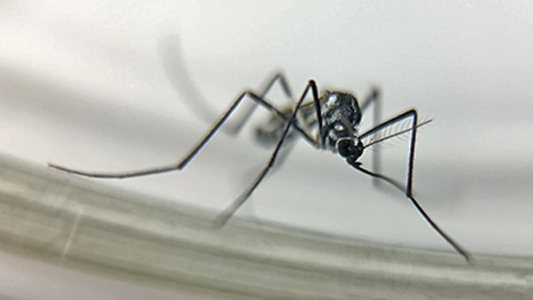 Chikungunya matou mais até agosto deste ano do que em todo 2023, alerta Fiocruz - Fiocruz