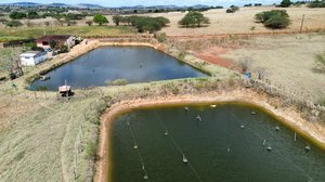 Criatório de camarões é notificado e tem prazo de 30 dias para adequação às normas ambientais - Divulgação / MPAL