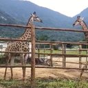 Bioparque do Rio importou cerca de 18 girafas trazidas de avião do continente africano para um resort em Mangaratiba - Divulgação/BioParque