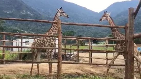 Bioparque do Rio importou cerca de 18 girafas trazidas de avião do continente africano para um resort em Mangaratiba - Divulgação/BioParque