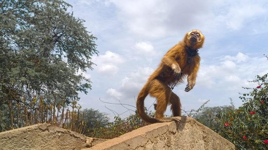 Macaco-prego-galego resgatado durante a FPI recebe cuidados no Centro de Triagem de Animais Silvestres - Ascom IMA