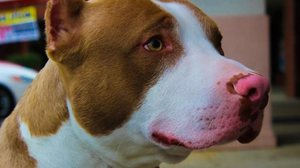 Cão da raça pitbull - Pixabay