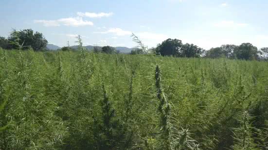 "Apesar de a maconha ser proibida para uso adulto, na prática já há todo um ecossistema criado em torno dela" - © Divulgação Polícia Federal