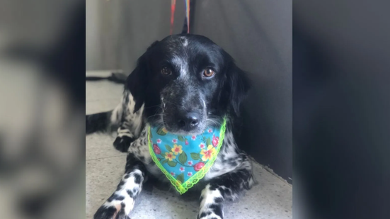 Cadela é encontrada enforcada em Pet Shop - Foto: Reprodução/Arquivo pessoal