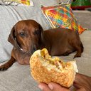 Cãozinho Alfredo de frente para um pãozinho recheado - Deisy Nascimento