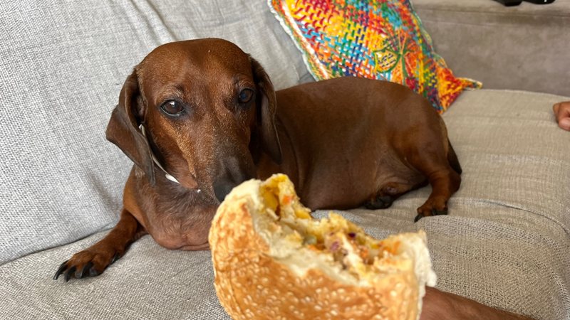 Cãozinho Alfredo de frente para um pãozinho recheado - Deisy Nascimento