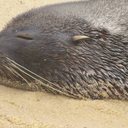 O lobo-marinho foi apelidado de 'Joca' por banhistas de Ipanema - Reprodução / Instagram econservation_