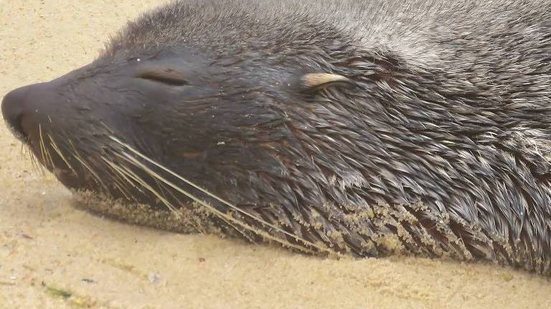 O lobo-marinho foi apelidado de 'Joca' por banhistas de Ipanema - Reprodução / Instagram econservation_