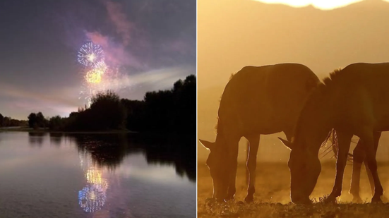 Animais morreram assustados com rojões soltos por inquilino em 2019 - Foto: TJ-SP e imagem ilustrativa