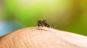 O mosquito Aedes aegypti é transmissor de doenças como dengue, zika e chikungunya - Ministério da Saúde