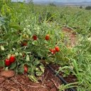 Operação descobre furto diário de 40 mil litros de água para irrigar plantação de tomates, em Palmeira dos Índios - Ascom Águas do Sertão