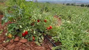 Operação descobre furto diário de 40 mil litros de água para irrigar plantação de tomates, em Palmeira dos Índios - Ascom Águas do Sertão