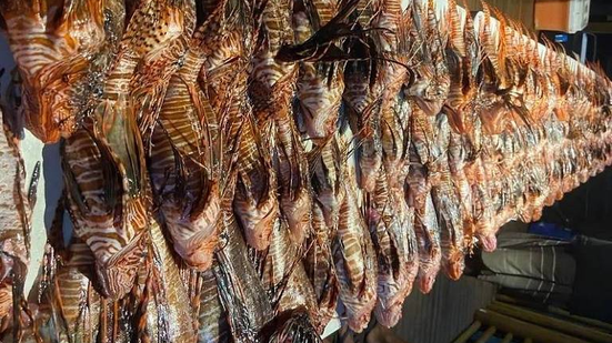 O menor peixe-leão encontrado tinha apenas 10 centímetros, enquanto o maior ultrapassava 45 centímetros. - Foto: Divulgação