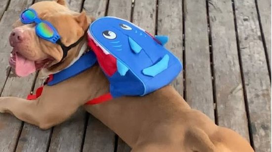 Morre pitbull tiktoker que fazia sucesso com mochila de tubarão durante passeios - Reprodução / Instagram