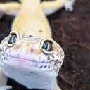 Imagem Conheça o incrível gecko leopardo! Saiba algumas curiosidades