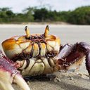 IMA alerta para o período de defeso do caranguejo-uçá - Foto: Ascom IMA