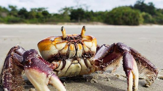 IMA alerta para o período de defeso do caranguejo-uçá - Foto: Ascom IMA