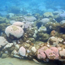 O aumento da temperatura está causando o branqueamento em massa de corais — Foto: Projeto Coral Vivo