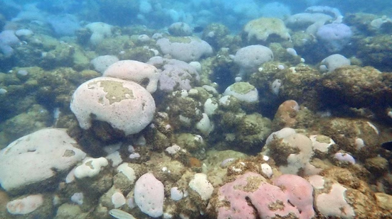 O aumento da temperatura está causando o branqueamento em massa de corais — Foto: Projeto Coral Vivo