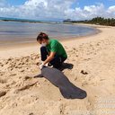 Três filhotes de peixe-boi encalham mortos na praia de Riacho Doce - Divulgação / Biota