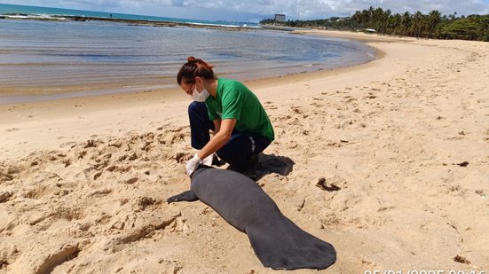 Três filhotes de peixe-boi encalham mortos na praia de Riacho Doce - Divulgação / Biota