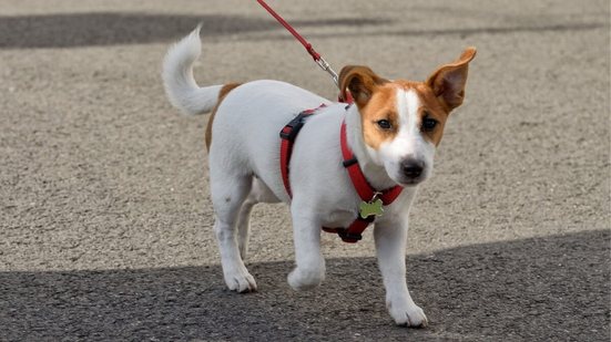 Planejar o primeiro passeio do cachorro garante a segurança e o conforto do animal (Imagem: aleksandr4300 | Shutterstock)