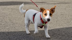 Planejar o primeiro passeio do cachorro garante a segurança e o conforto do animal (Imagem: aleksandr4300 | Shutterstock)