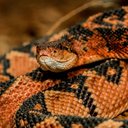 As cobra peçonhentas se destacam por seu veneno potente e características únicas (Imagem: Vampflack | Shutterstock)