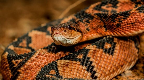 As cobra peçonhentas se destacam por seu veneno potente e características únicas (Imagem: Vampflack | Shutterstock)