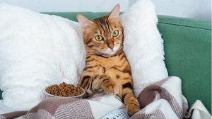 Nomes de personagens da série Friends refletem a personalidade única e marcante dos gatos (Imagem: Svetlana Rey | Shutterstock)