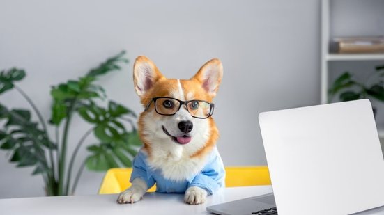 Nomes inspirados em 'The Office' exploram a personalidade única dos pets e criam conexões com os fãs da série (Imagem: Kristina Holovach | Shutterstock)