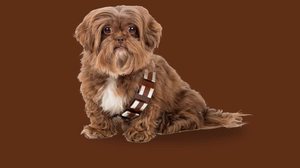 Star Wars possui personagens cativantes que podem ser uma ótima escolha de nome para o seu cachorro (Imagem: LBeckett | Shutterstock)