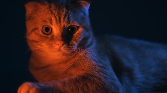 Nomes de gatos inspirados em "Stranger Things" são uma escolha criativa para os fãs da série (Imagem: Alexander Sobol | Shutterstock)