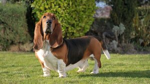 O basset hound é um cachorro que se destaca pela aparência e comportamento (Imagem: Marcelino Pozo Ruiz | Shutterstock)