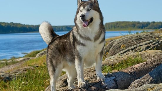 O malamute do Alasca chama atenção por sua aparência majestosa e história fascinante (Imagem: Jia Images
| Shutterstock)