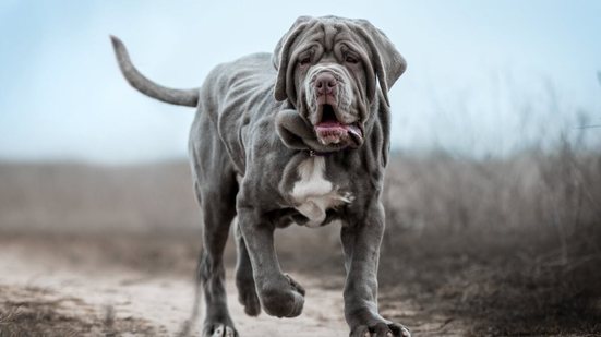 Os cachorros da raça mastiff têm um porte robusto, mas são conhecidos por sua personalidade dócil (Imagem: Photobox.ks | Shutterstock)