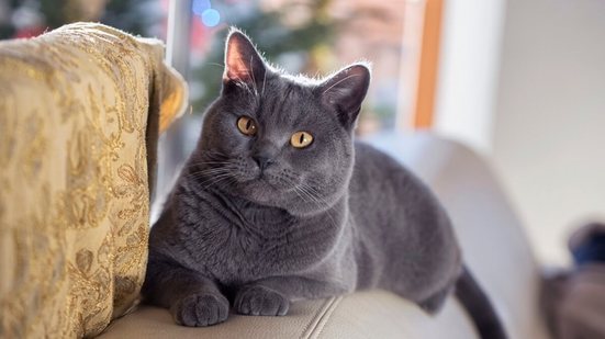 O chartreux é conhecido por sua personalidade afetuosa e calma (Imagem: Katniss studio | Shutterstock)