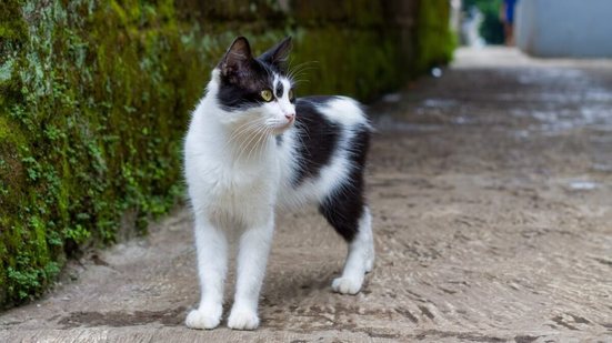 O gato manês tem uma aparência distinta e um temperamento encantador (Imagem: Atsupriatna24 | Shutterstock)