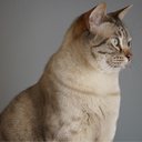 O mist australiano é o gato ideal para quem busca um pet encantador e sociável (Imagem: Atsunori Kikuchi | Shutterstock)