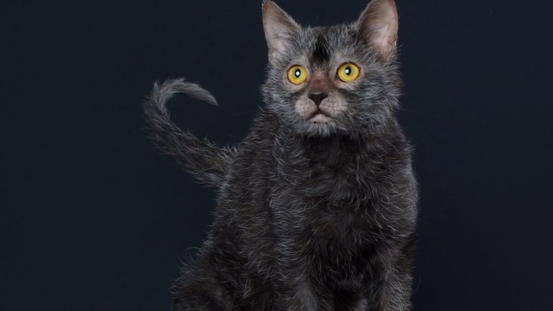 O lykoi é uma raça considerada rara e lembra o mítico lobisomem (Imagem: Cicafotos | Shutterstock)