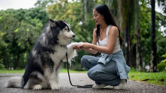 Adestramento positivo aumenta o vínculo do tutor com o pet (Imagem: BongkarnGraphic | Shutterstock)