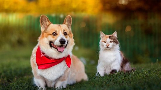 Pequenos descuidos podem afetar a saúde e o bem-estar dos pets (Imagem: Bachkova Natalia | Shutterstock)