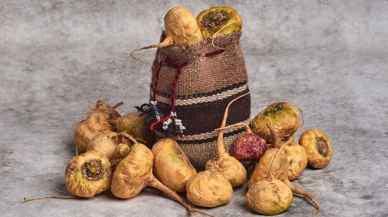 A maca peruana é utilizada devido às suas propriedades terapêuticas (Imagem: Dreke | Shutterstock)